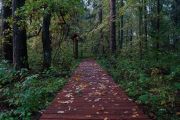 По экологической тропе, Павловский кордон, фото Геннадия Семишина.JPG