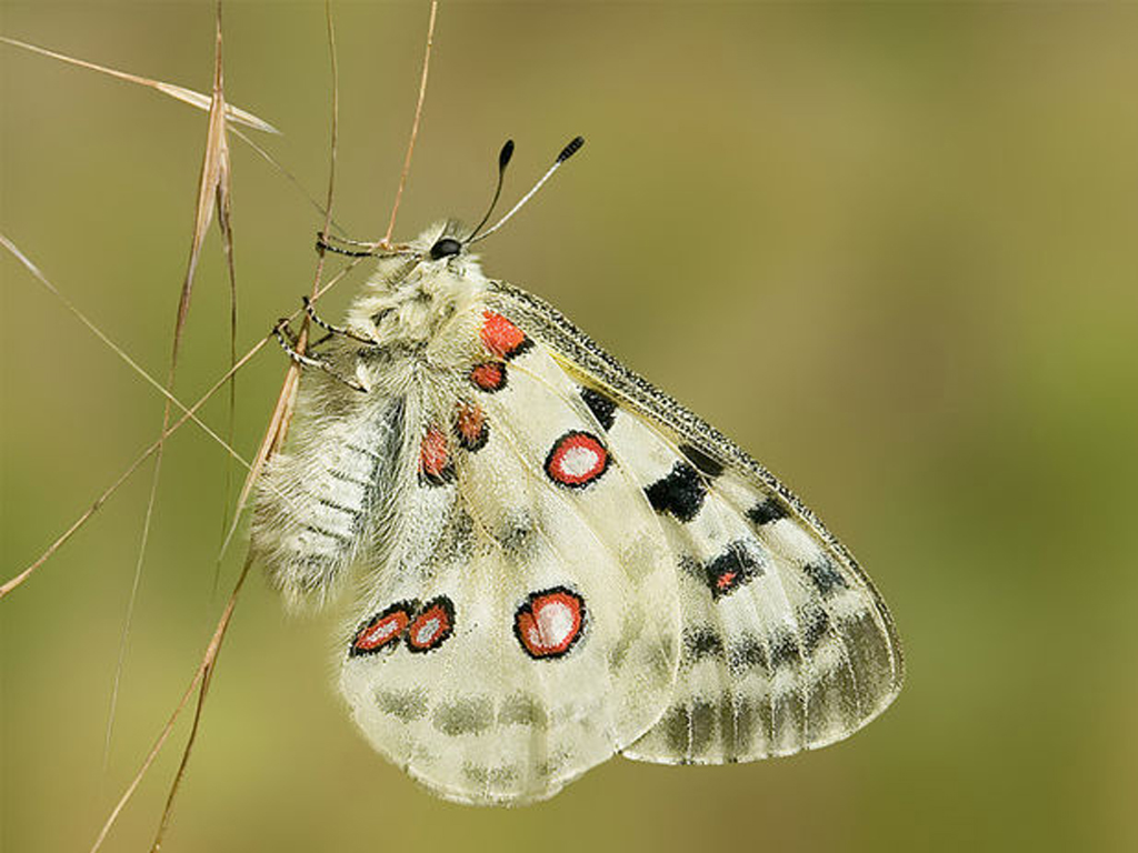 Main 640px Apollowipk