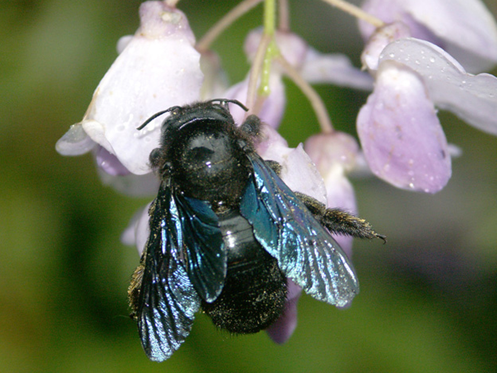 Main Xylocopa valga fem