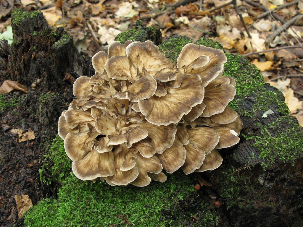 main Grifola frondosa 3 STV 20100918 1